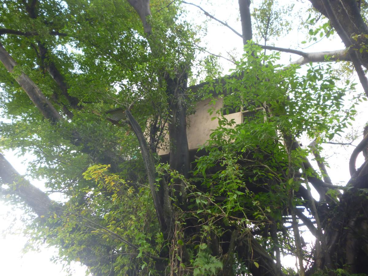 Castle Tree House And Bungalow White Sands المظهر الخارجي الصورة