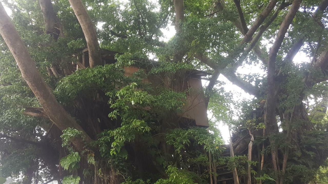 Castle Tree House And Bungalow White Sands المظهر الخارجي الصورة